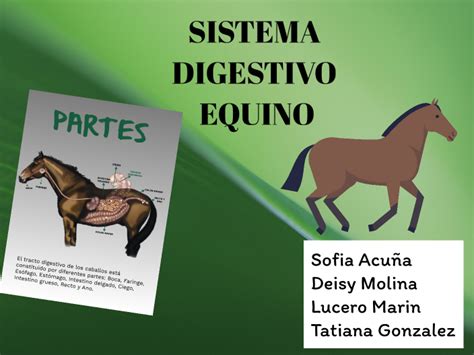 Sistema Digestivo Equino By Deisy Johaira Molina Díaz On Prezi