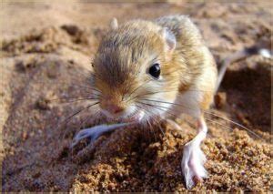 Тушканчики (89 фото) - описание животного, где обитает, чем питается ...