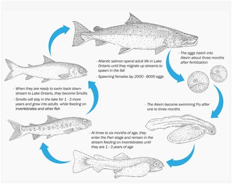 Atlantic Salmon Fry