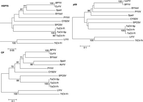 Phylogenetic analysis of the deduced amino acid sequence for the HSP70 ...