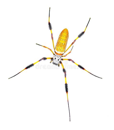 Golden Silk Orb Weaver Or Banana Spider Trichonephila Clavipes