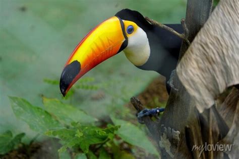 The Toco Toucan Ramphastos Toco Also Known As The Common Toucan