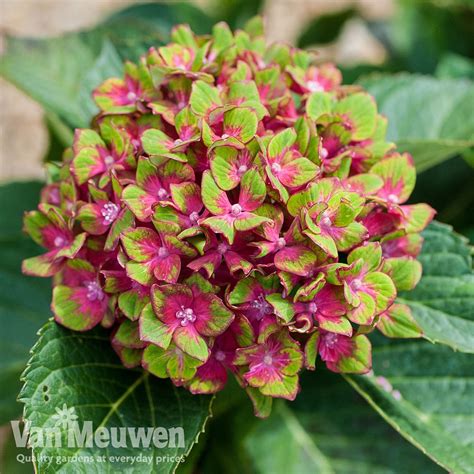 Hydrangea Macrophylla Glam Rock Horwack Van Meuwen