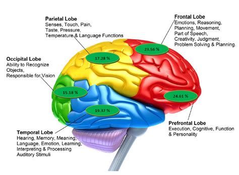 Brain Lobes and Its Function - Eshel Academy