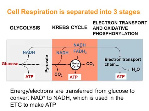 Cell Respiration Is Separated Into 3 Stages Ace The Race