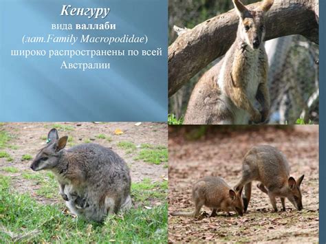 Эндемики Австралии - презентация онлайн