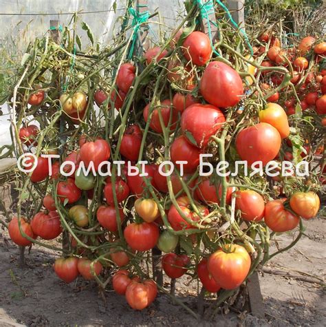 Томат Розовый перс • Описание, ОТЗЫВЫ, Фото, Семена, Купить.