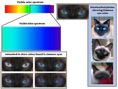 Blackandtan Siamese Eye Color Reference