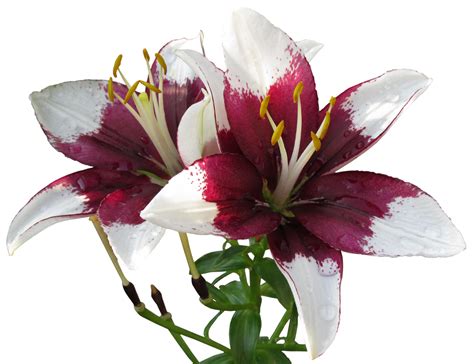 Asiatic Lilies Wallpaper by WDWParksGal on DeviantArt