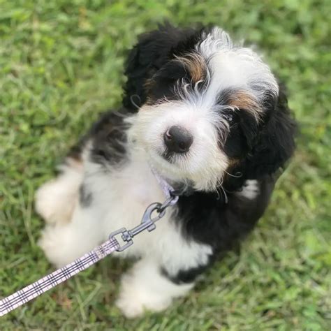 Mini Bernedoodle Puppies For Sale Woodlot Companions