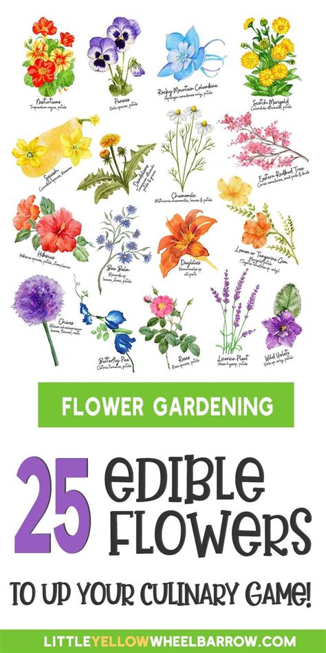 flowers  edible  list  edible flowers
