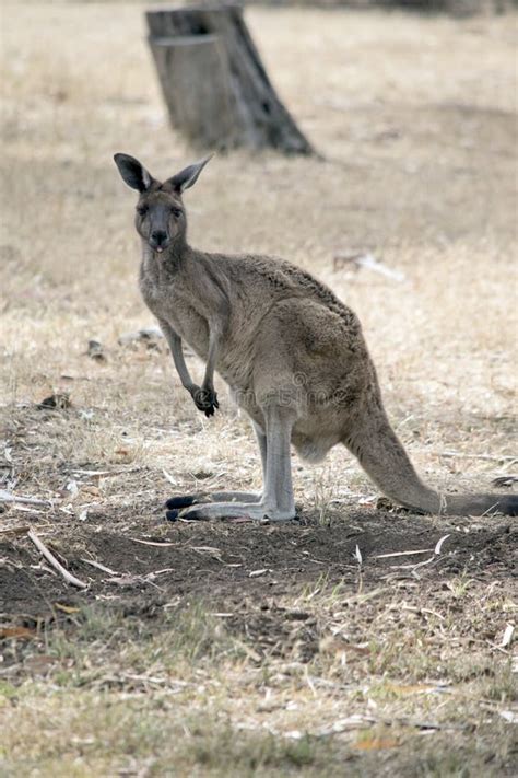 The Western Grey Kangaroo Has Brown Fur Stock Photo Image Of Beauty