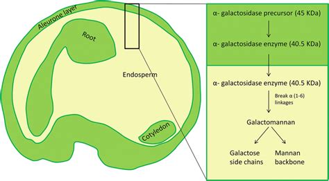 Formation And Action Of Galactosidase Enzyme In Galactomannan