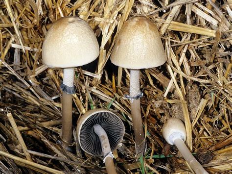 California Fungi Panaeolus Semiovatus