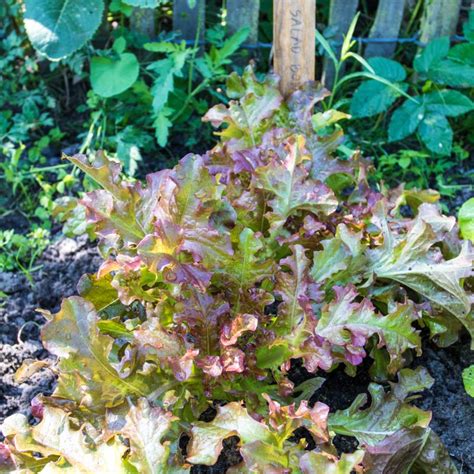 Bio Saatgut Pflücksalat Red Salad Bowl