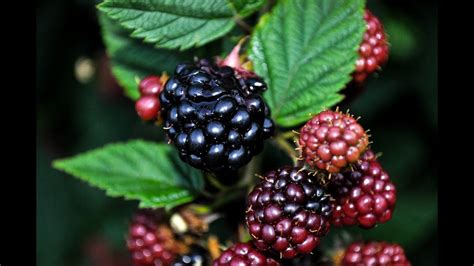 Ежевика (без колючек), 7 августа 2019 г. - YouTube