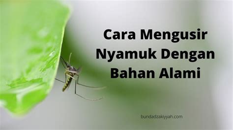 Cara Praktis Mengusir Nyamuk