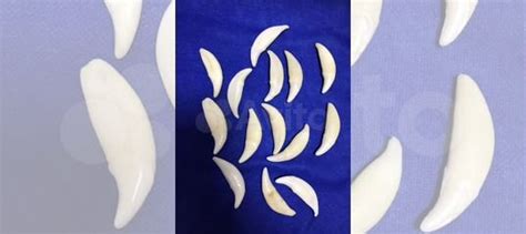 Зуб волка, клык волка настояший купить в Новосибирске | Хобби и отдых ...