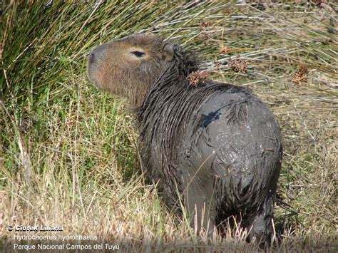 Topo 88 Imagem Cuanto Mide Un Capibara Abzlocalmx