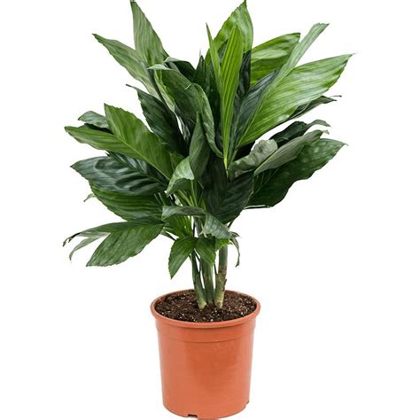 Хамедорея Металлика D:17см H:55см купить в Москве с доставкой