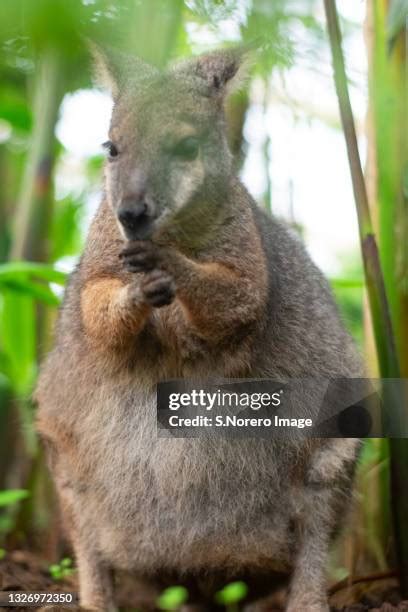 Wallabies 2020 Photos And Premium High Res Pictures Getty Images