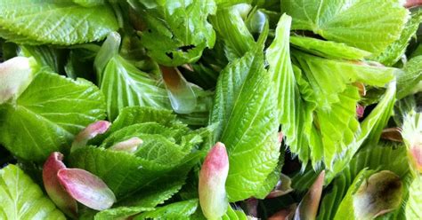 Raw Edible Plants: Beech (Fagus sylvatica)