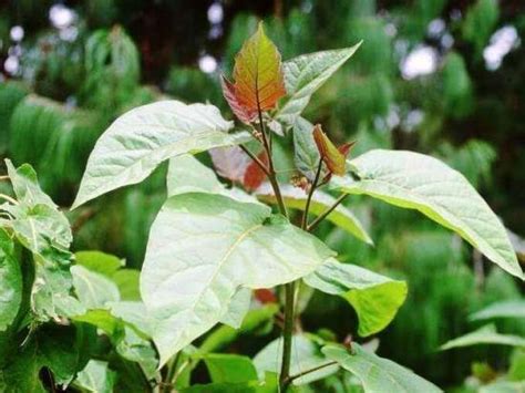 Цифомандра - фото, описание томатного дерева, выращивание