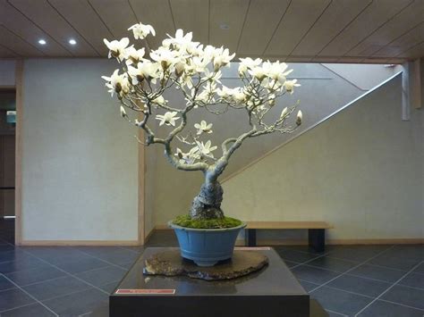 Magnolia Bonsai Cerca Con Google Bonsai Tree Types Bonsai Garden