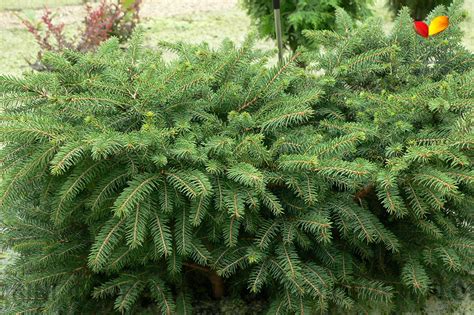Купить Ель обыкновенная Нидиформис Picea abies Nidiformis - в питомнике ...