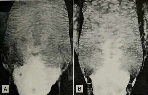 Characters Of Age Sex And Sexual Maturity In Canada Geese Picryl