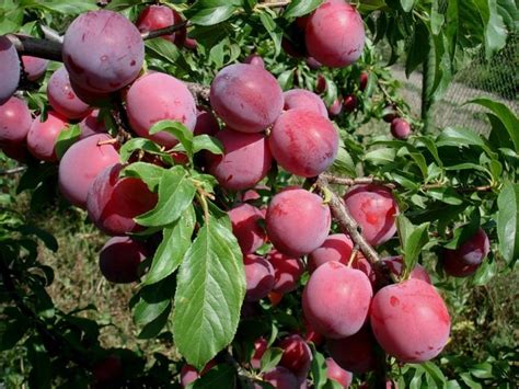 Характеристики на засаждане и отглеждане на сливи у дома от обикновено ...