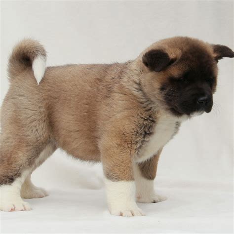 Akita Puppies for Sale (Cute, Smart, & Healthy) | VIP Puppies