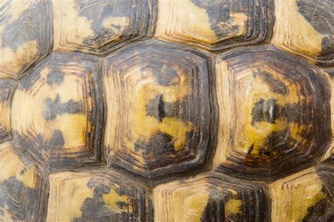 Панцирь черепахи текстура - фото и картинки abrakadabra.fun