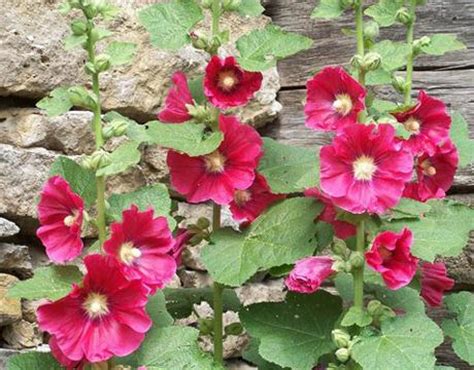 Многолетняя мальва: выращивание из семян