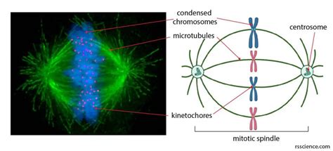 Centrosomes The Engine Of Cell Division Definition Structure