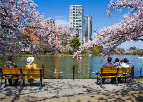 discover  beauty  tokyos ueno park  seasonal flower adventure