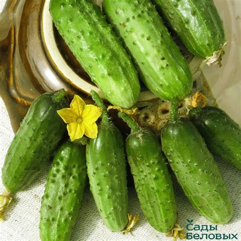 Огурец Парижский Корнишон - Сады Беловых