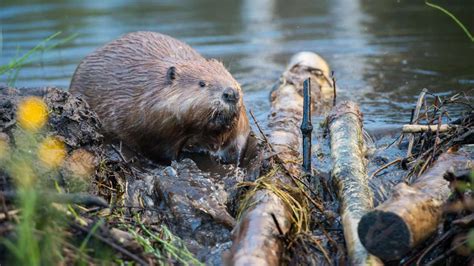 Tierwelt In Balingen Biber Knabbert Nahe Der Stadtmauer Balingen