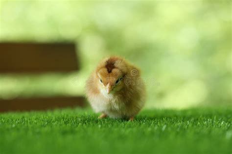 Cute Chick On Green Artificial Grass Outdoors Closeup Baby Animal