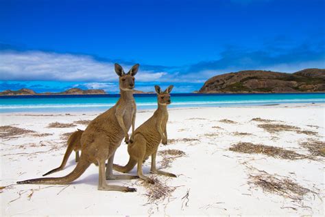 Australian Kangaroo