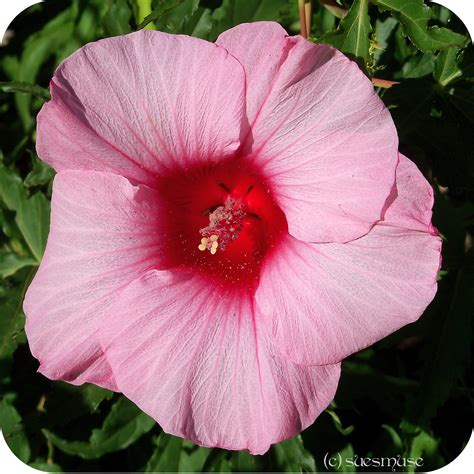 MY LIVING LENS: GIANT PINK HIBISCUS