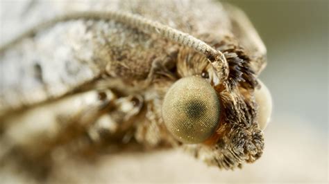 Do Moths Come Out Of Mexican Jumping Beans At Ruth Leet Blog