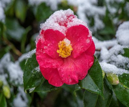 The best winter flowers for pots: 10 colorful varieties | Homes & Gardens