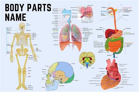 Basic Diagram of Human Body Parts