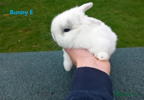 Gorgeous Dwarf Lop Bunnies For Sale In Biggleswade Pets4homes