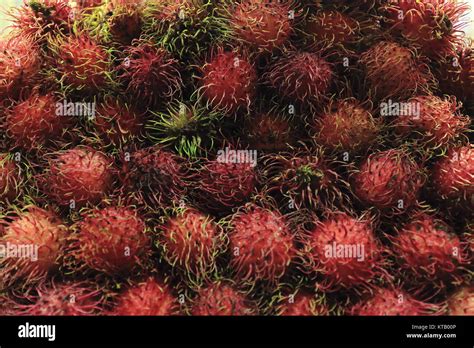 Maharlika Cultivar Hi Res Stock Photography And Images Alamy