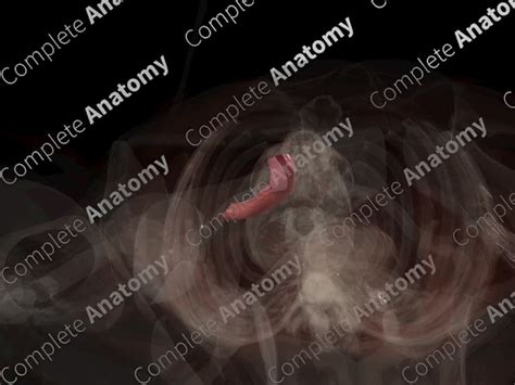 terminal ileum complete anatomy
