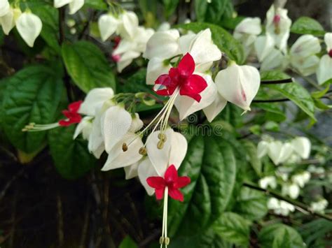 Clerodendrum Thomsoniae Or White Bleeding Heart Vine White Bleeding