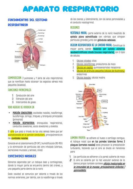 Aparato Respiratorio Kyara Rodas UDocz