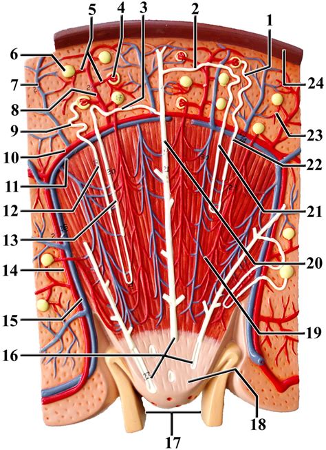 Kidney Section Model Diagram Quizlet